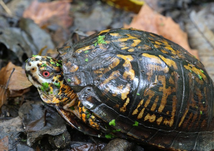 Eastern Box Turtle